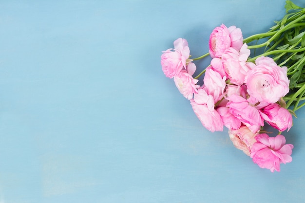 Pink ranunculus flowers on blue wooden background