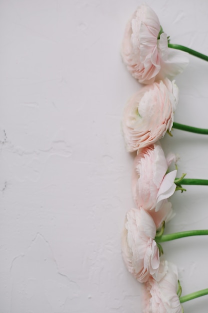 白い表面にピンクのラナンキュラスの花瓶