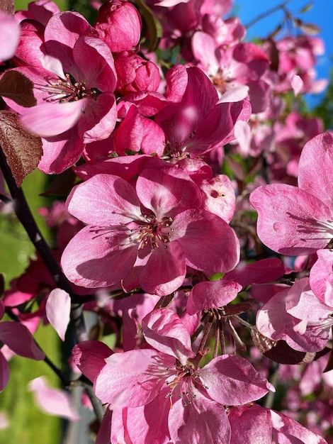 pink red apple blossom flowers on tree nature gardening floral on front blue sky background