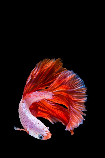 Pink and red betta fish, siamese fighting fish on black background