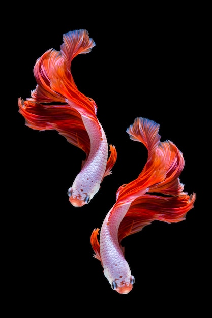 Pink and red betta fish, siamese fighting fish on black background