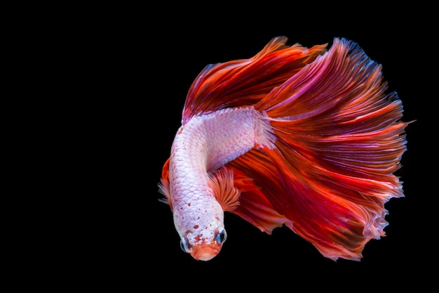 Photo pink and red betta fish, siamese fighting fish on black background