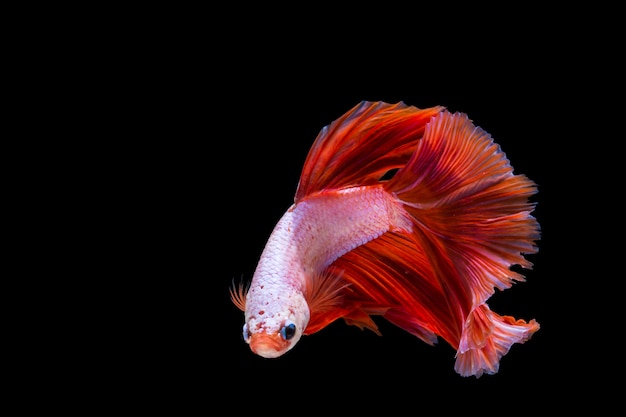 Pink and red betta fish, siamese fighting fish