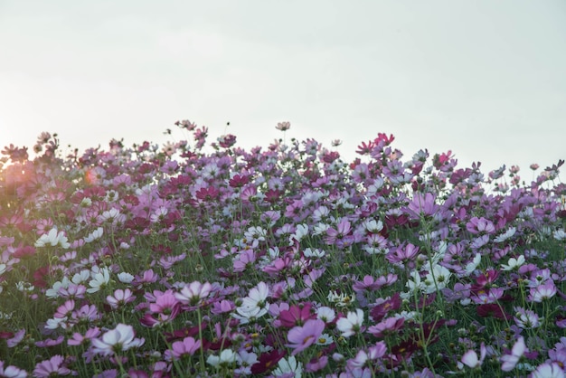 ピンクと赤のコスモスの花の庭とソフトフォーカス