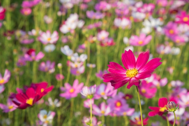 ピンクと赤のコスモスの花の庭とソフトフォーカス