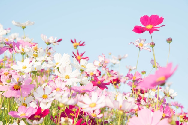 ピンクと赤のコスモスの花の庭とソフトフォーカス