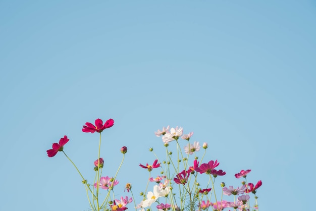 ピンクと赤のコスモスの花の庭とソフトフォーカス