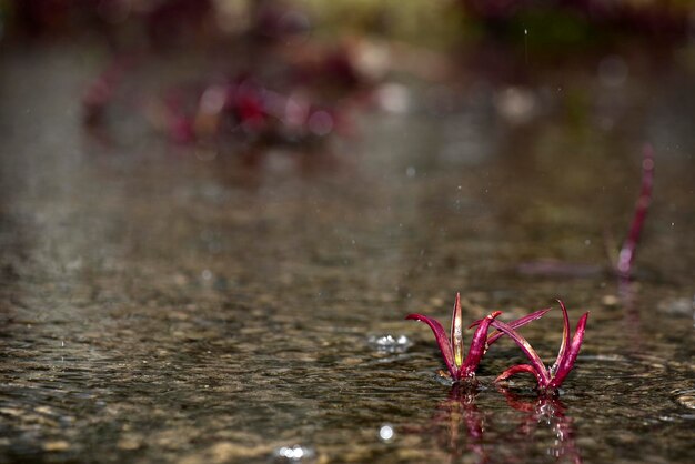 Pink red flower between water ripple from raining