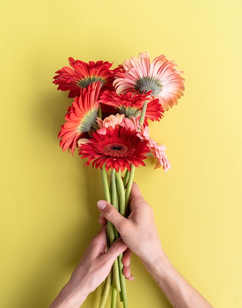 Pink and red gerbera daisies bouquet on green background. Minimal design flat lay. Female hands holding birthday flowers