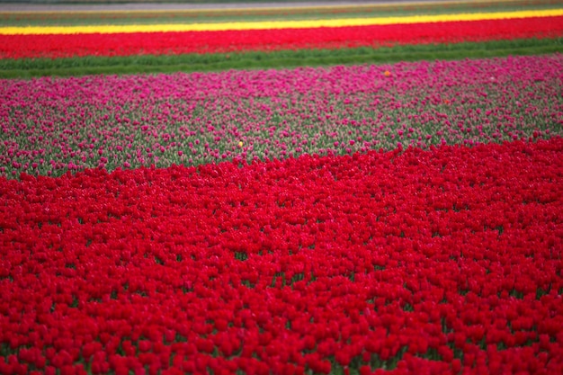 Pink red and orange tulip field in North Holland