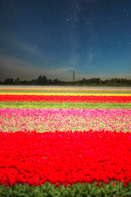 Pink red and orange tulip field in North Holland