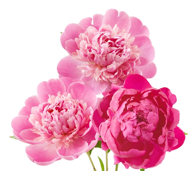 pink and red peonies flowers on white