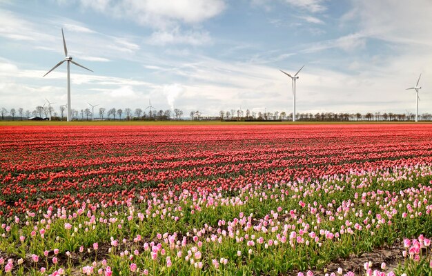 pink and red tulip field and windmills