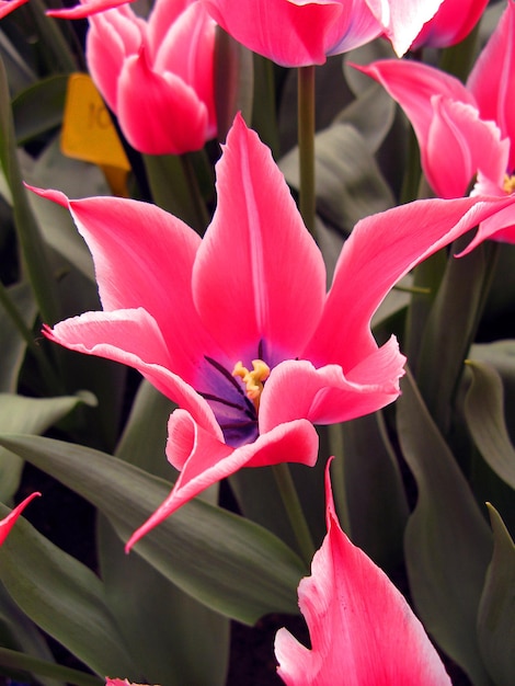 Premium Photo Pink Red Tulip Flower