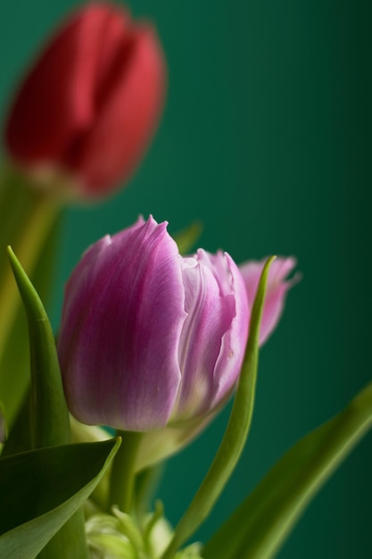 Pink and red tulips on dark green background Copy space Greeting card Valentines day