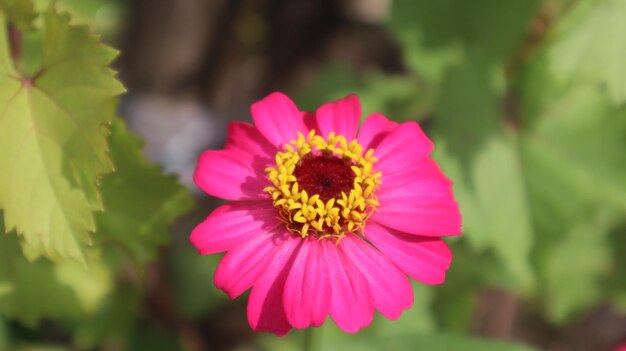 自然の背景に梅雨に咲くピンクと赤の百日草の花。