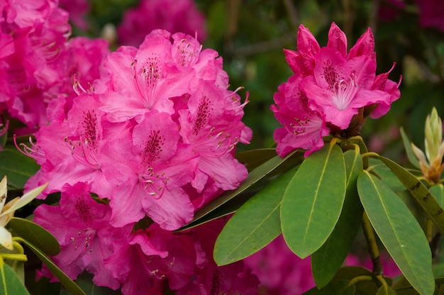 Pink Rhododendron blooming