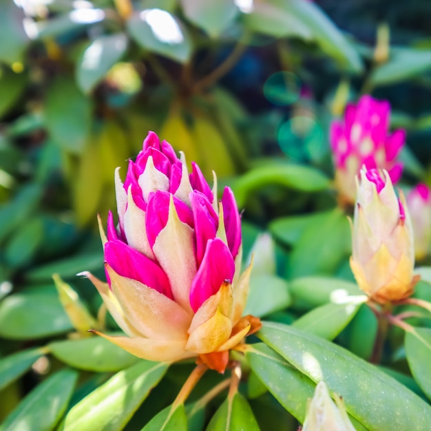 ピンクのシャクナゲの花のつぼみ