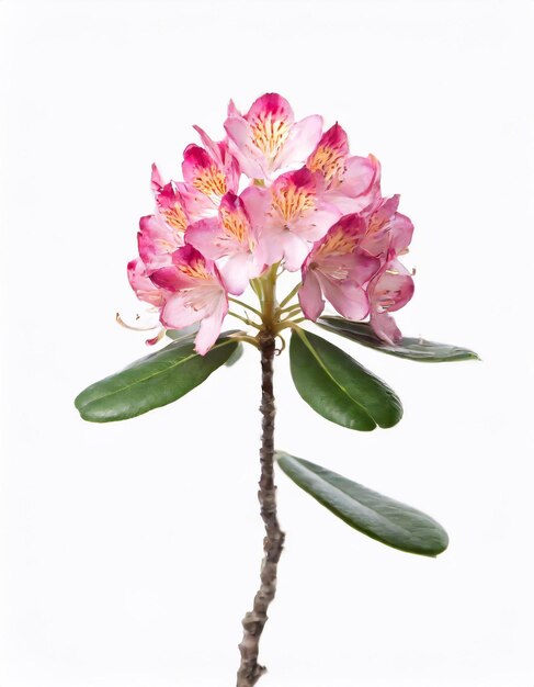 Pink rhododendron flower isolated on white background Studio shot