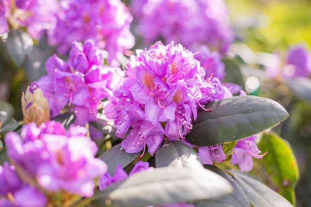 ピンクシャクナゲの花自然の美しさアロマフレグランス開花ブッシュシャクナゲピンクの花咲くツツジ咲くピンクと紫の春の花ガーデニング