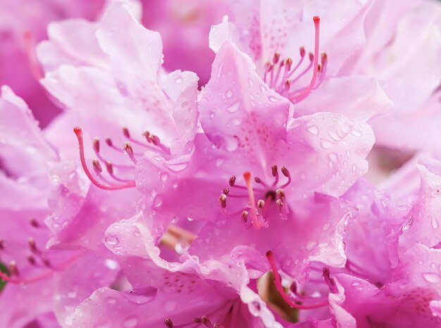 ピンクのシャクナゲの花びらと露の滴。休日のブランドデザインのマクロ花の背景