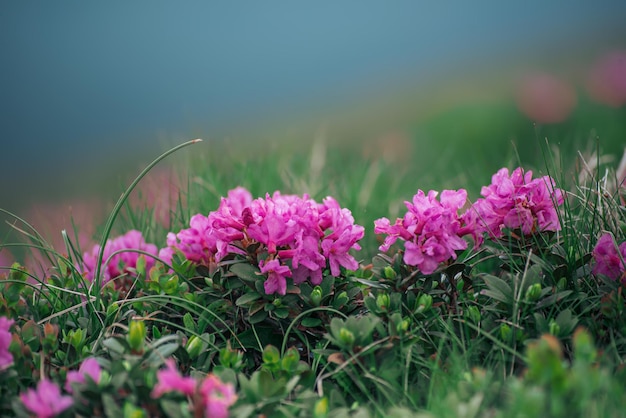 Pink rhododendron flowers growing in mountains, nature floral background