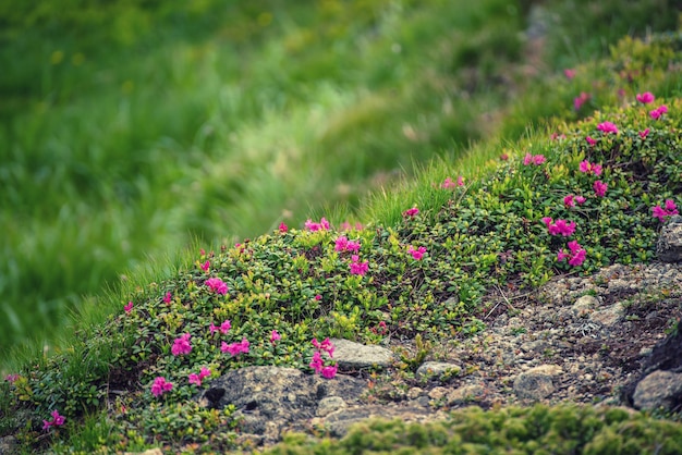 Pink rhododendron flowers growing in mountains with path through the rocks, nature floral background