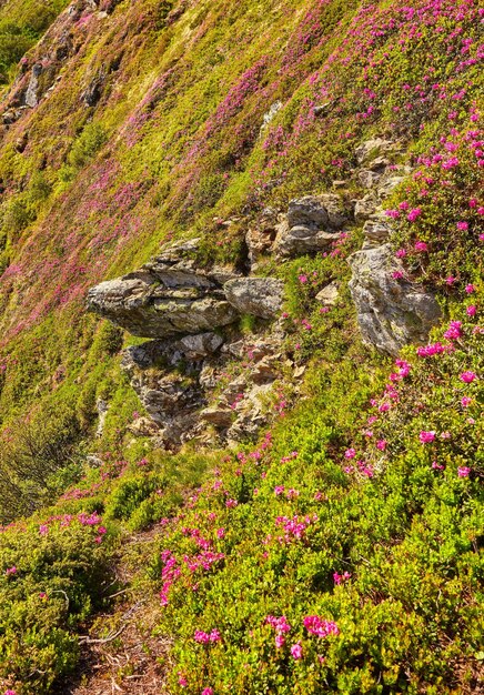 写真 夏の山にピンクのシャクナゲの花