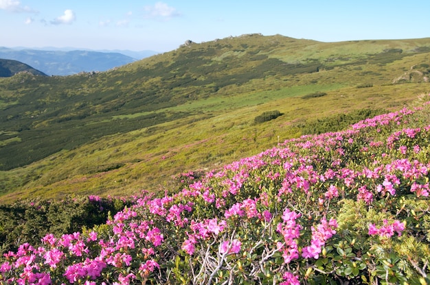 写真 夏の山腹にピンクのシャクナゲの花