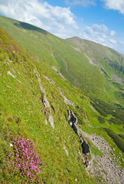 Pink rhododendron flowers on precipitous summer mountainside (Ukraine, Carpathian Mountains)