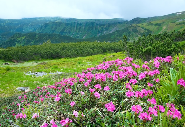 여름 산에 분홍색 진달래 꽃 (우크라이나, 카 르 파 티아 산맥)