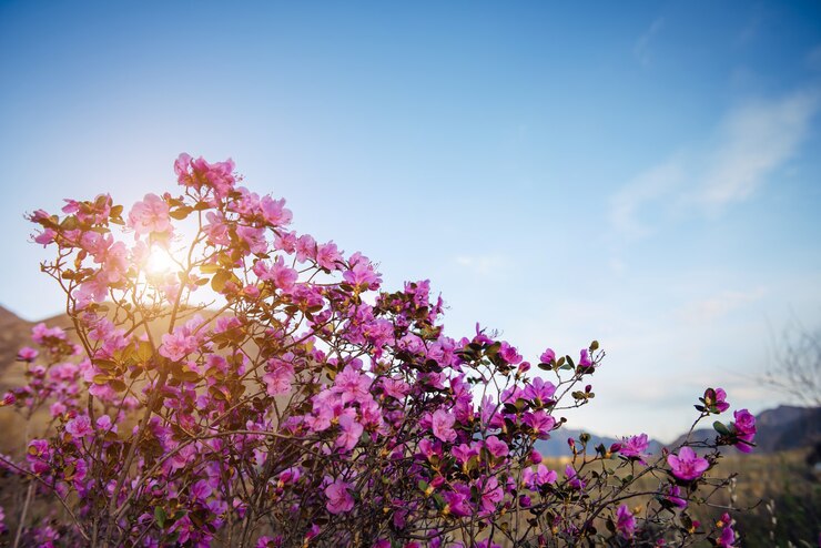 Photo pink rhododendron flowers in sunlight against the blue sky, close-up. spring day in blooming garden. maralnik bushes in altai mountains. natural background, space for text.