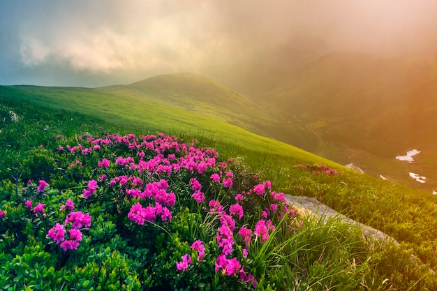 Pink rhododendron rue flowers blooming on mountain slope