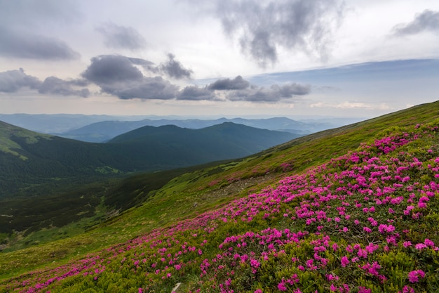 사진 산 사면에 피는 진달래 rue 꽃