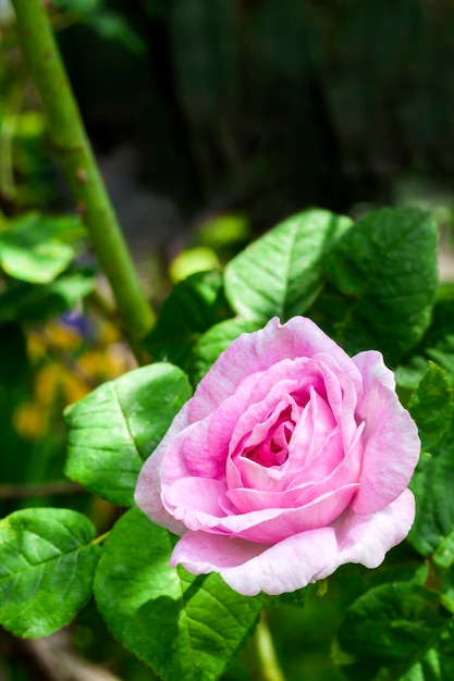 Primo piano del fiore di rosa rosa centifolia