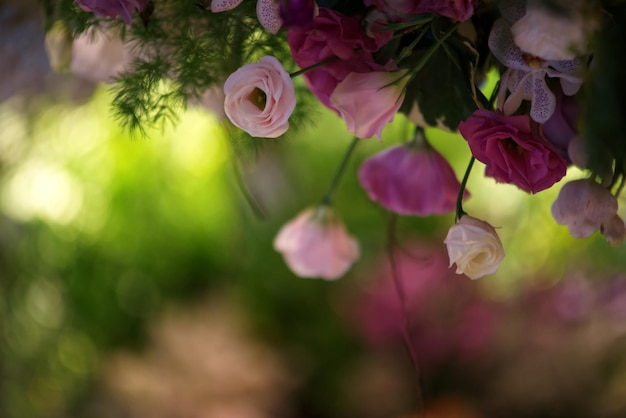 Pink rose arch with colorful bubble blur background
