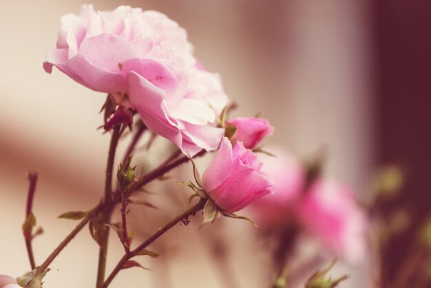 Pink Rose, beautiful nature