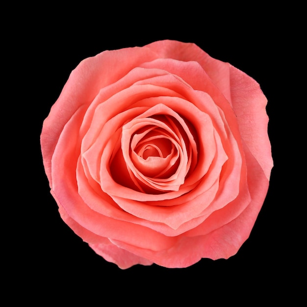 Pink rose on black background