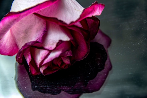 Pink rose bloom. Rose petals. Natural bright roses background. A close up macro shot. Pink rose flower. Close up of pink rose.