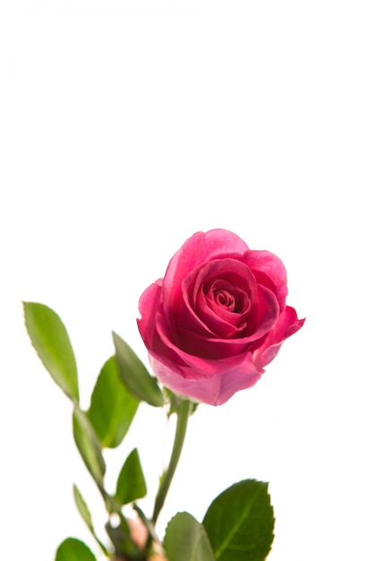 Pink rose in bloom with stalk