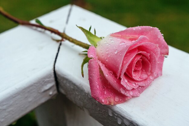 Foto pink rose blooming in garden