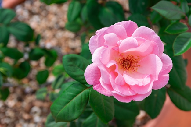 pink rose blooming