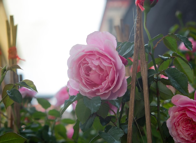 Pink rose blooms in the nursery garden