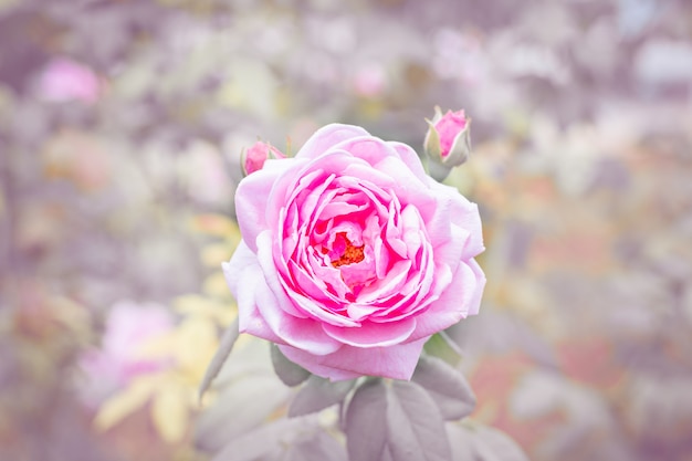 Pink rose and blur background