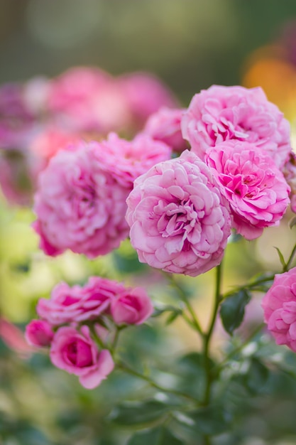 Pink rose on blurred background Blooming pink rose in spring garden