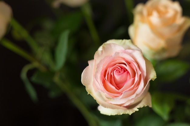 Pink rose on blurred nature