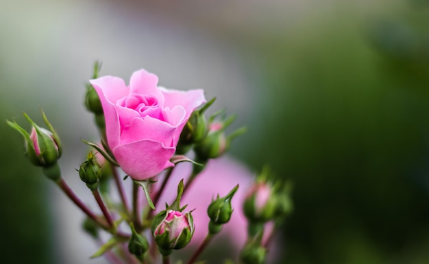 Pink rose Bonica with buds in the garden Perfect for background of greeting cards