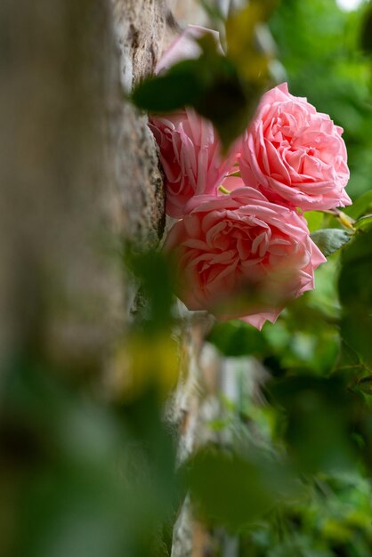 茂みのピンクのバラのつぼみを閉じるマクロ