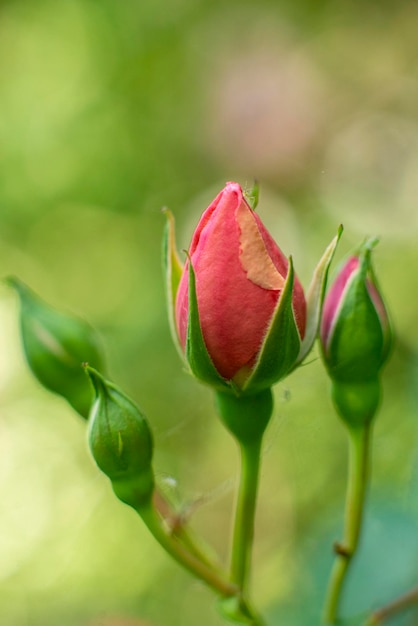 Photo pink rose bud on a bush close macro