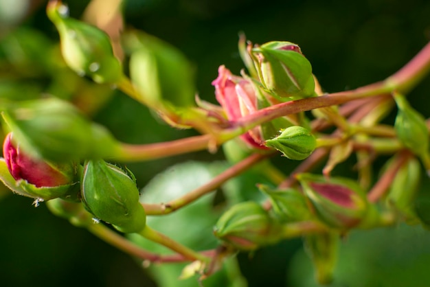 Pink rose bud on a bush close macro